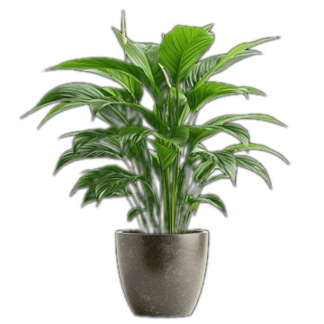 Planta decorativa